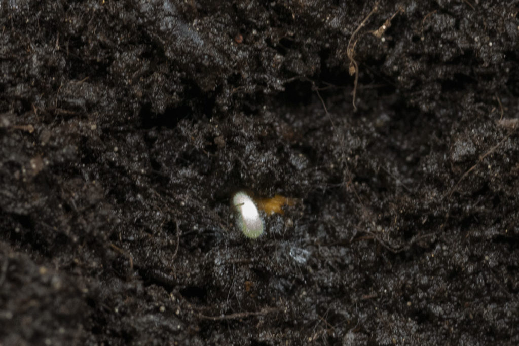 Томат Минибель Черри / Solanum Lycopersicum var. cerasiforme Minibel