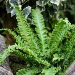 asplenium scolopendium crispum