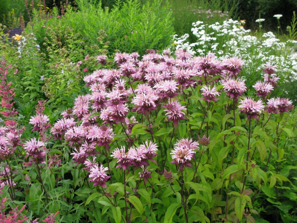 Indianernessel - Monarda Fistulosa Hybride - Aquarius