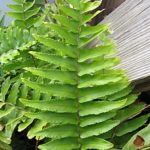 Nephrolepis brownii (нефролепис коричневый)