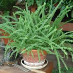 Nephrolepis cordifolia (сердцевидный нефролепис) сорт "Даффи"