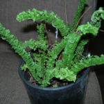Nephrolepis cordifolia (сердцевидный нефролепис) сорт "Медуза"