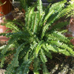 Nephrolepis exaltata (нефролепис возвышенный или бостонский)