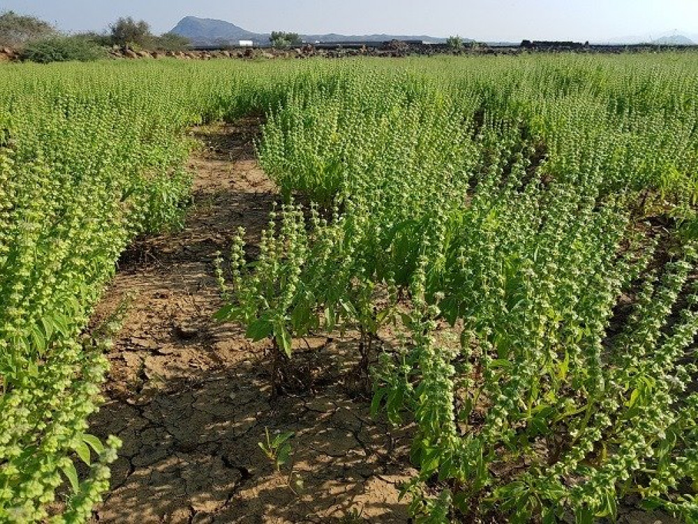 Ocimum forsskaolii