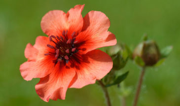 Лапчатка непальская (Potentilla nepalensis)