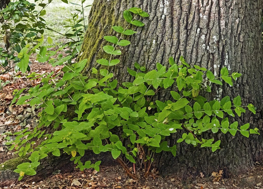 Зверобой (лат. Hypericum)