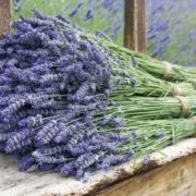 Лавандин (Lavandula hybrida) 