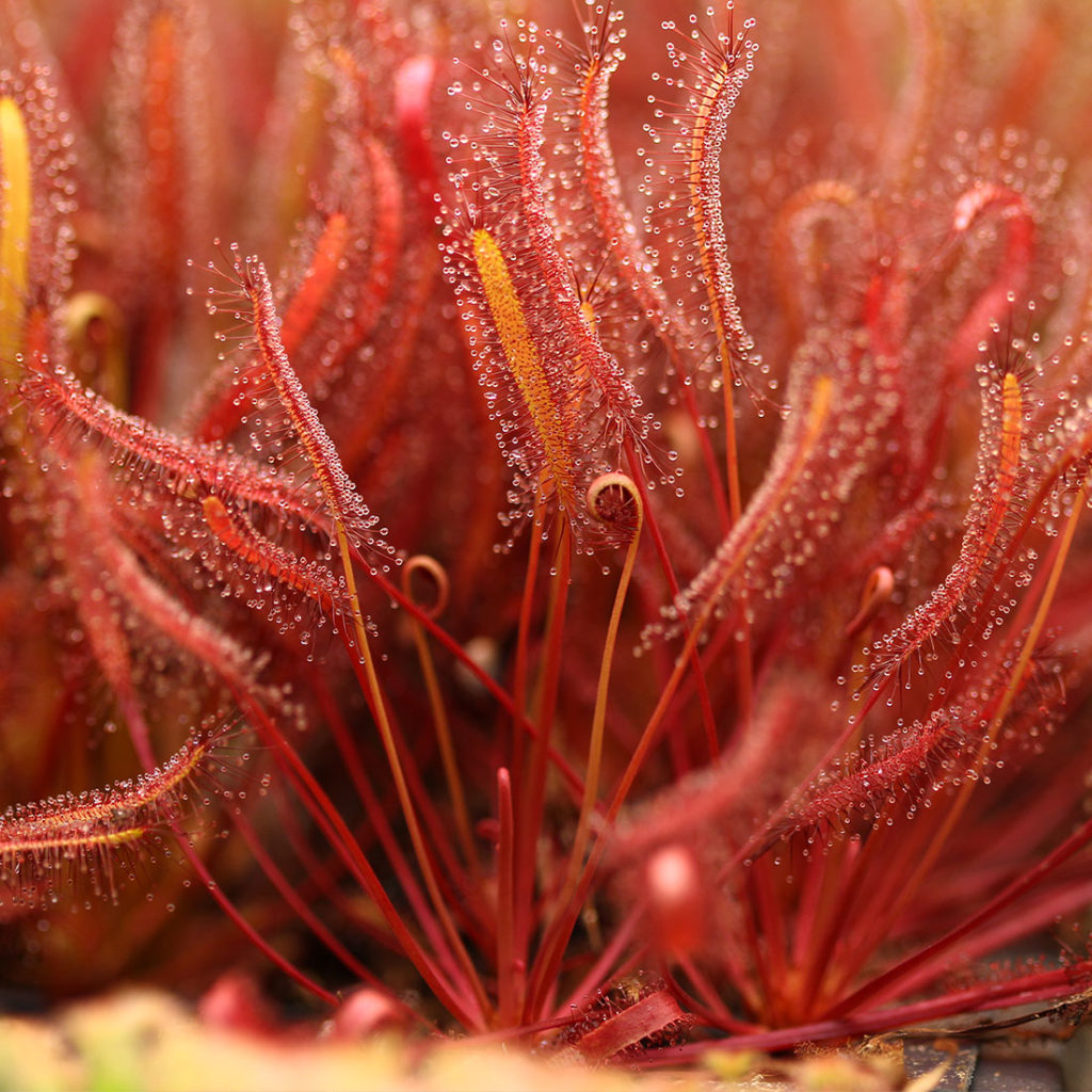 Росянка капская (лат drosera capensis)