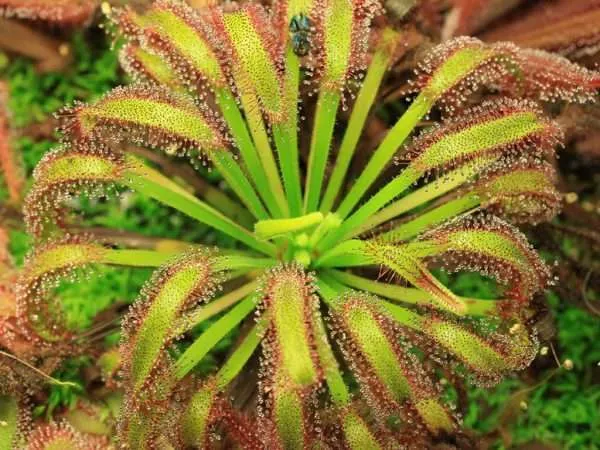 Росянка капская (лат drosera capensis)