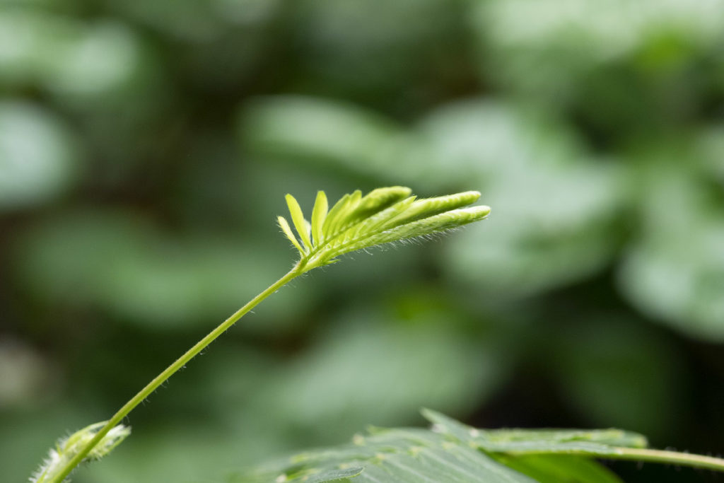 Мимоза стыдливая (лат. Mimosa pudica) / 6 февраля 2024