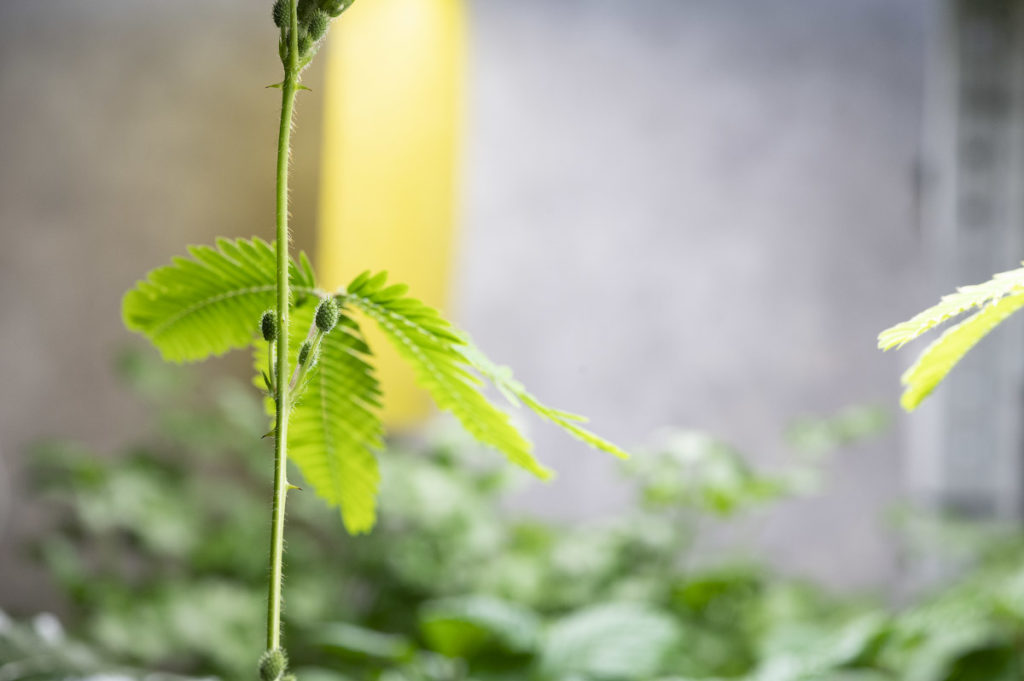 Мимоза стыдливая (лат. Mimosa pudica) / 6 февраля 2024