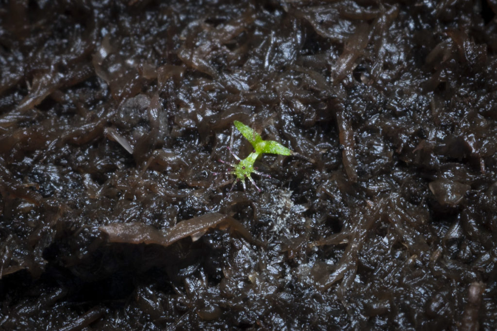 Росянка красная лат. Drosera capensis "Dark maroon plant" red form / 27 февраля