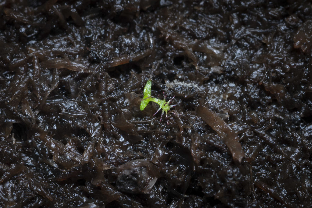 Росянка красная лат. Drosera capensis "Dark maroon plant" red form / 27 февраля