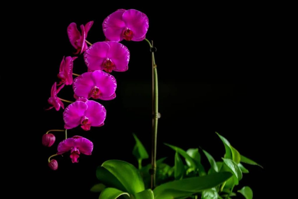 Фаленопсис (лат. Phalaenopsis) или орхидея-мотылек