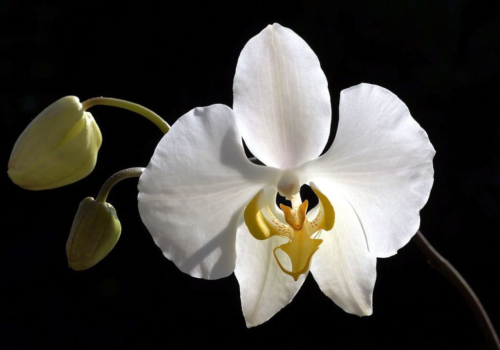 Фаленопсис (лат. Phalaenopsis) или орхидея-мотылек