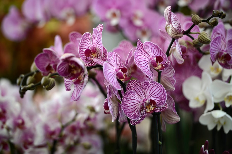 Фаленопсис (лат. Phalaenopsis) или орхидея-мотылек