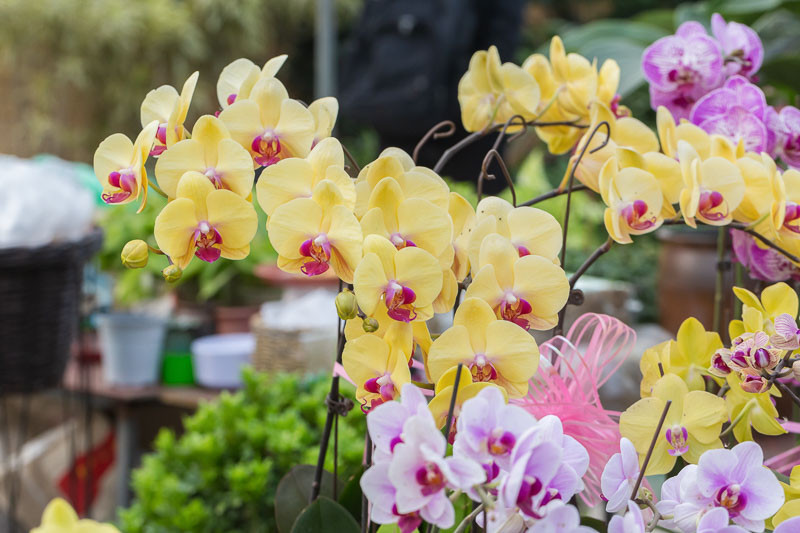 Фаленопсис (лат. Phalaenopsis) или орхидея-мотылек