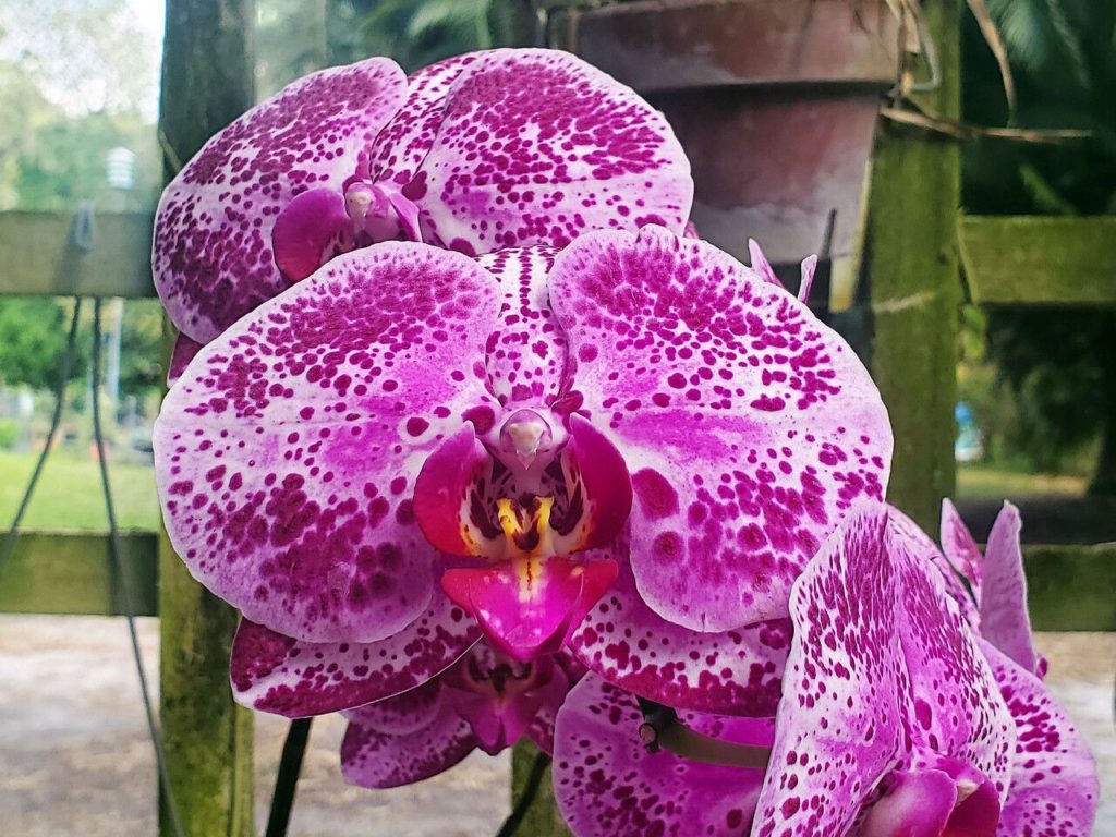 Фаленопсис (лат. Phalaenopsis) или орхидея-мотылек