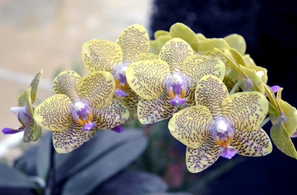 Фаленопсис (лат. Phalaenopsis) или орхидея-мотылек