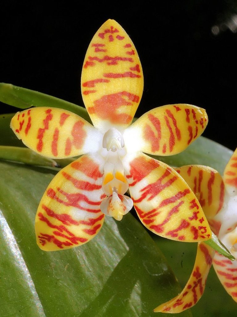 Фаленопсис (лат. Phalaenopsis) или орхидея-мотылек
