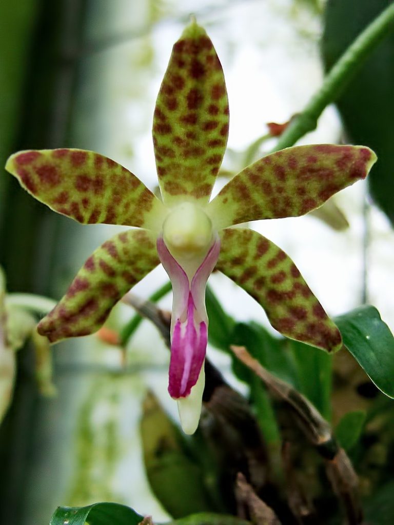 Phalaenopsis stuartiana